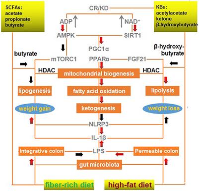 Anti-inflammatory and Anti-infectious Dietary Paradigms May Be Crucial for Visceral Weight Reduction